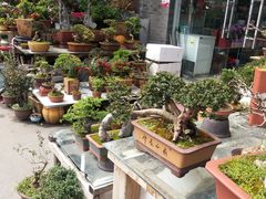 -平吉花卉市场