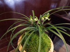 -金陵花卉交易市场