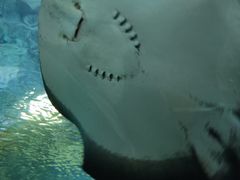 -上海海洋水族馆