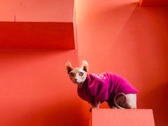 -藏猫猫咖啡主题馆(中央大道店)