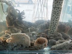 -东海章鱼馆(恒瑞街店)