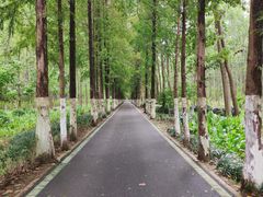 -合肥滨湖国家森林公园