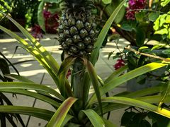 -国家植物园南园