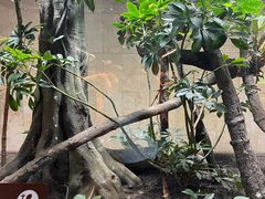 -帕帕拉兹宠物(亚洲旗舰店)