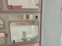 -翊宠yipet猫狗购宠庄园犬舍•猫舍