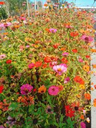 -北京市石景山区妇幼保健院