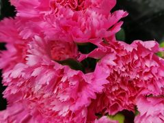 -大自然花鸟鱼虫市场