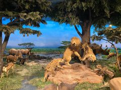 -国家自然博物馆