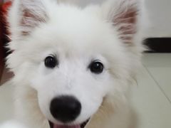 -宠福鑫康馨动物医院·骨科·眼科