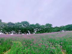 -大塘金香草谷