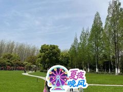 -合肥滨湖国家森林公园