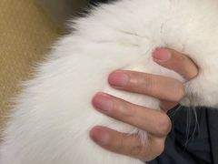 -屋虎猫馆(宝安大仟里店)