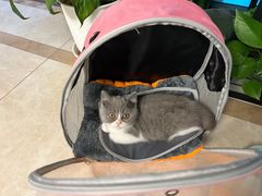 -伟伟宠物医院·瑞派猫友好医院·猫科(光谷店)