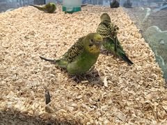 -怪兽屋·羊驼·猫咖·狗咖(俊华广场店)