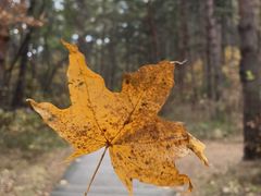 -帽儿山国家森林公园