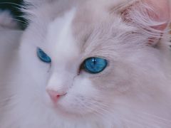 -瞄一喵猫咖(格力海岸店)