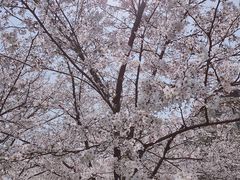 -高东镇樱花园