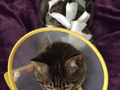 -纳吉亚猫专科动物诊疗中心(蒋宅口分院)