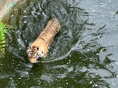 -大连森林动物园