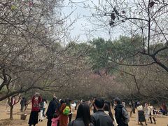 -武汉大学-樱园