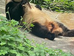 -都江堰中华大熊猫苑