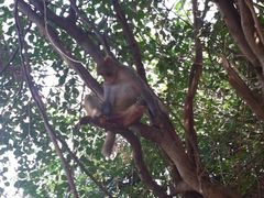 iphone_upload_pic-广州市流溪河国家森林公园