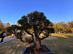 -亭林园-华藏寺