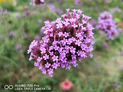 -贵阳市花溪国家城市湿地公园