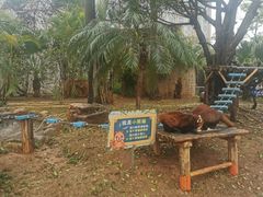 -灵玲国际马戏城