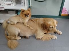 -喵汪萌宠屋旗舰店.洗澡美容.猫狗基地