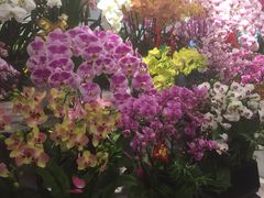 -平吉花卉市场