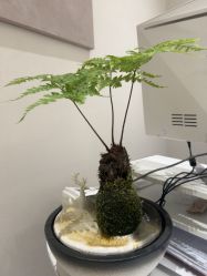 -杭州米兰柏羽医疗美容医院