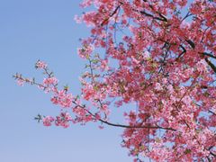-上海辰山植物园