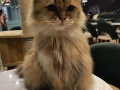 -安格丽娜·狗咖·猫咖羊驼咖(春熙路百盛商场店)