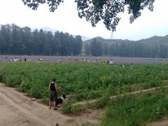 花海-乌龙峡谷景区