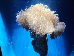 -悉尼海洋生物水族馆