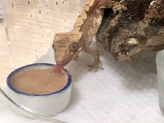 -酷以爬仙阁实体爬宠店·守宫·蜥蜴·专业繁育