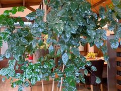 -广益饭店(翠湖公园北门街店)