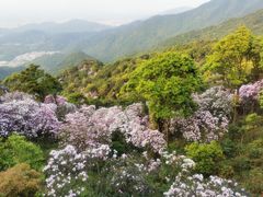 -梧桐山风景名胜区