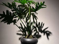 -荣轩(新荣记环球金融中心店)