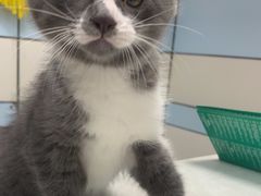 -中农国际动物医院24小时·猫科·骨科·急重症中心