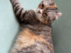 -MOCHA明星猫咖(田子坊店)