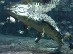 -迪拜水族馆及水下动物园