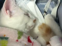 -纳吉亚猫专科动物诊疗中心(蒋宅口分院)