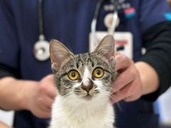 -艾贝尔宠物医院·24H转诊中心·肿瘤猫专科(江宁双龙店)
