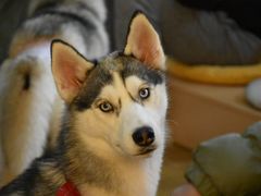 -Husky Go! 哈士奇体验馆·宠物咖啡厅狗咖