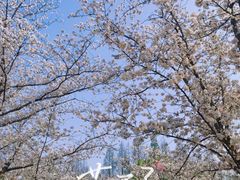 -顾村公园