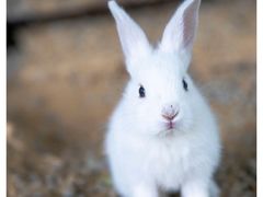 -福建鲤鱼洲酒店