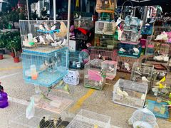 -中环花鸟鱼虫市场