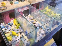 -青石桥花鸟鱼虫市场(叠翠城店)